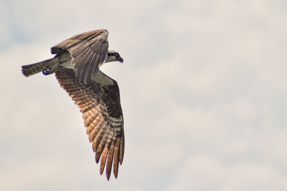 brown and white bird flying under white clouds during daytime