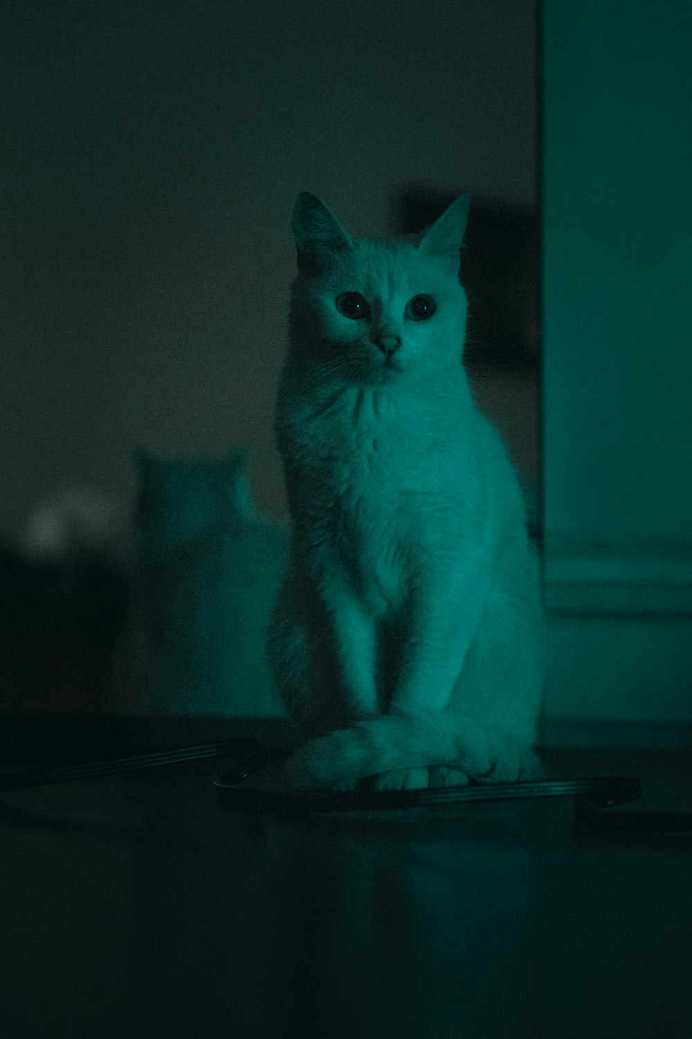 white cat on black table