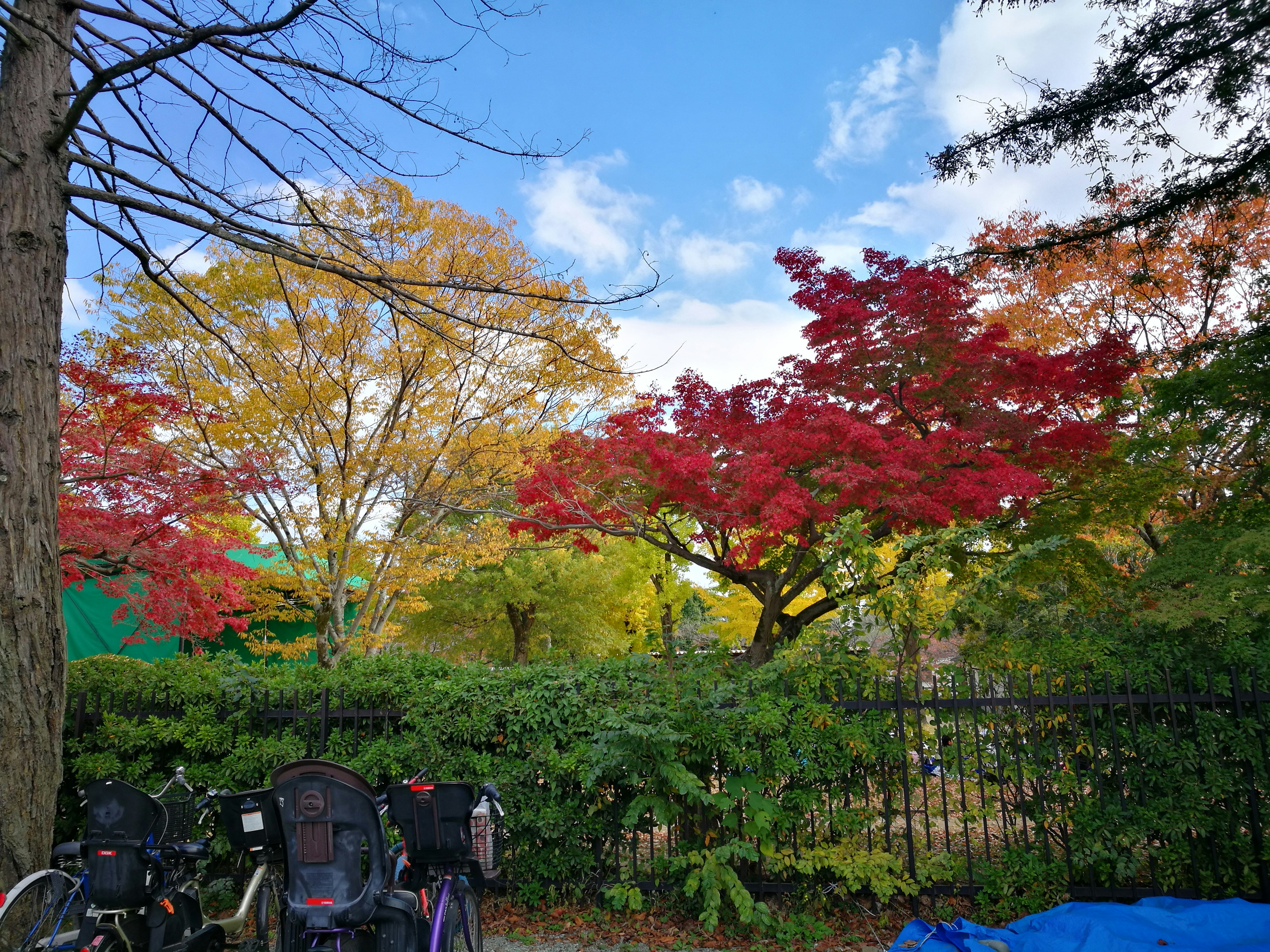 red and green leaf tree