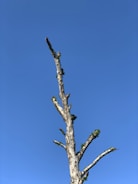 A freshly trimmed oak tree with clear blue sky background.