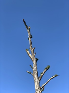 A freshly trimmed oak tree with clear blue sky background.