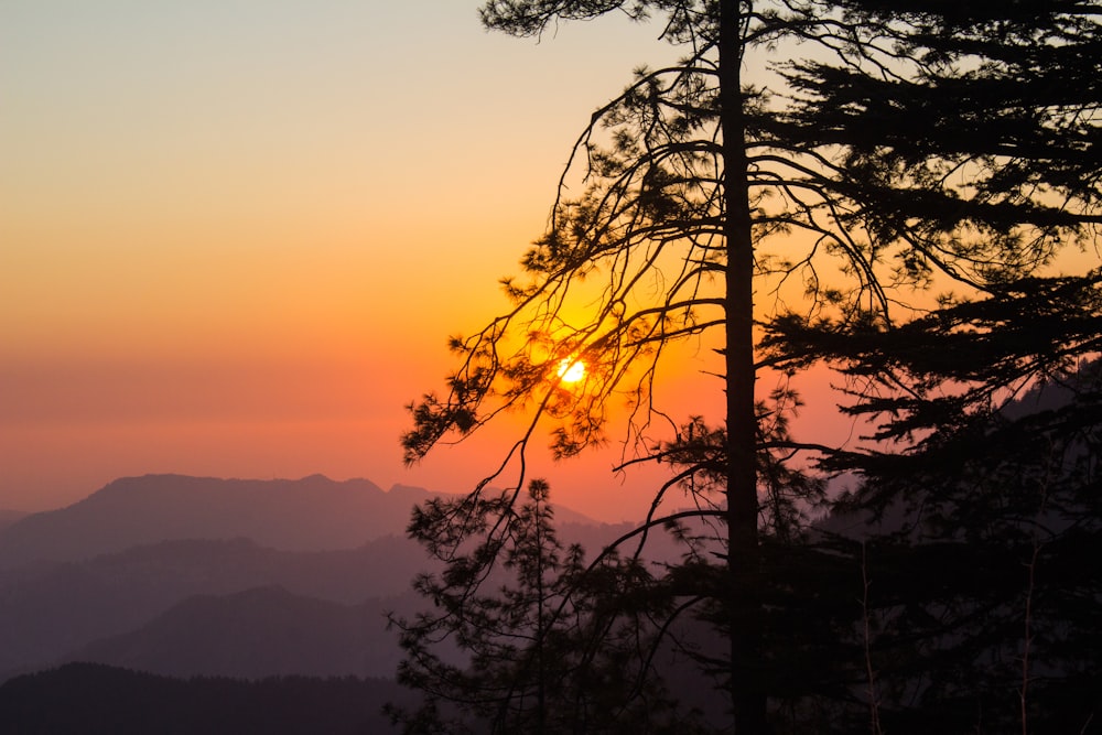 silhouette of tree during sunset