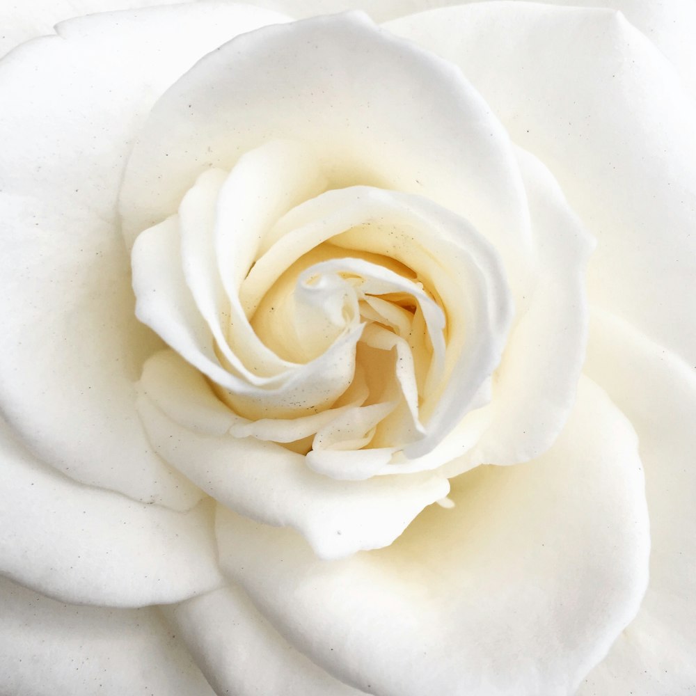 Weiße Rose in Blüte Nahaufnahme