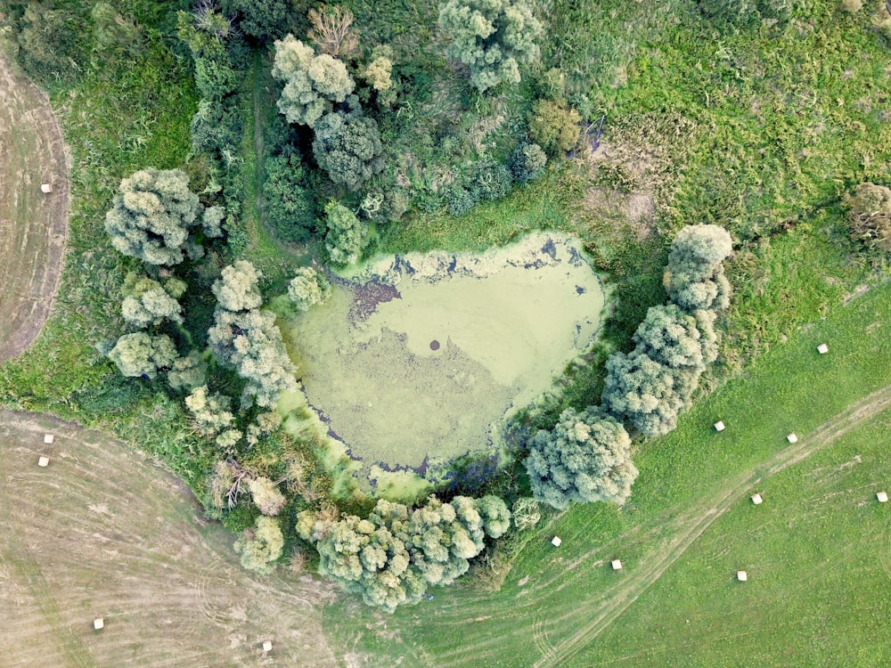 aerial view of green trees and river