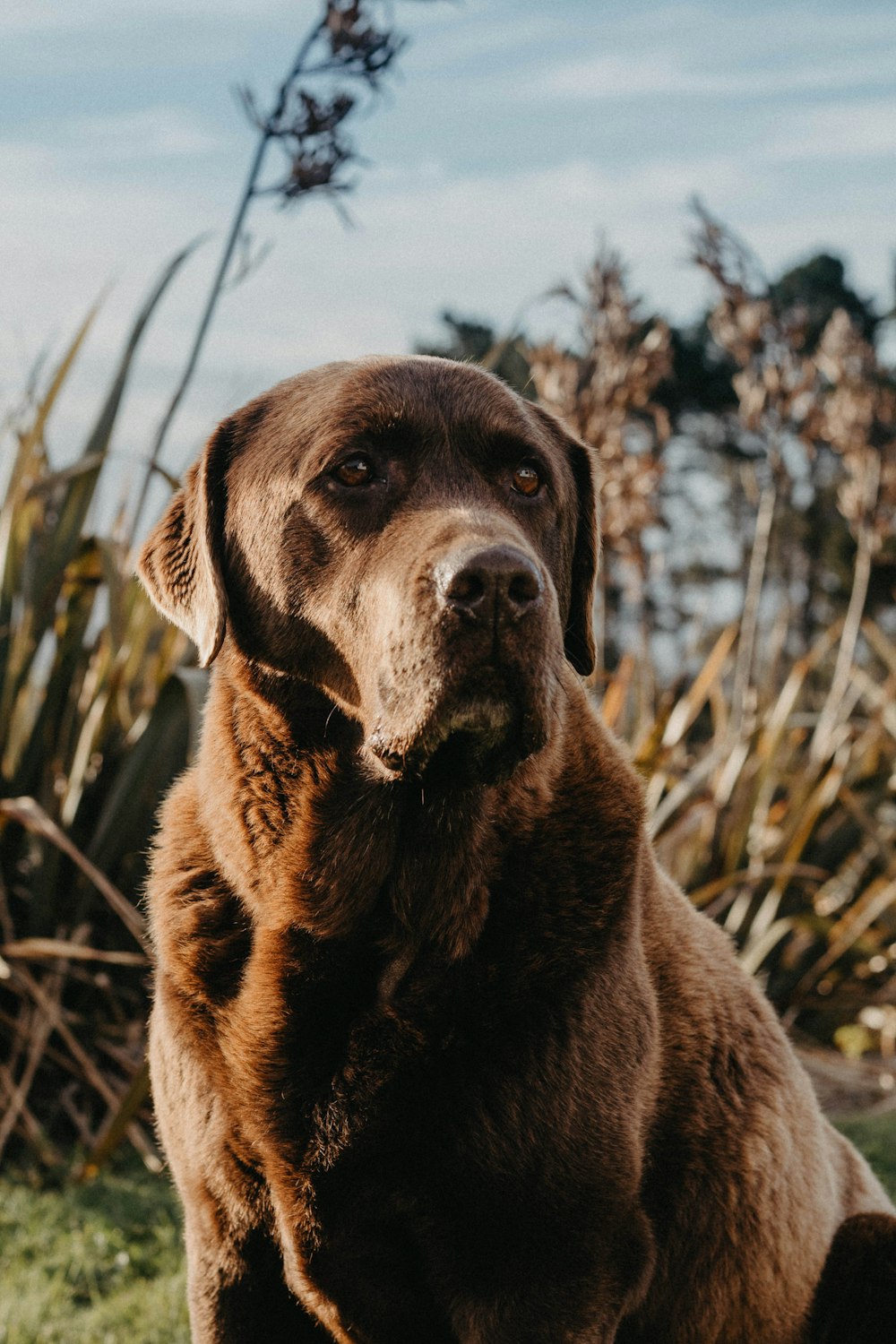 black labrador retriever on brown grass field during daytime