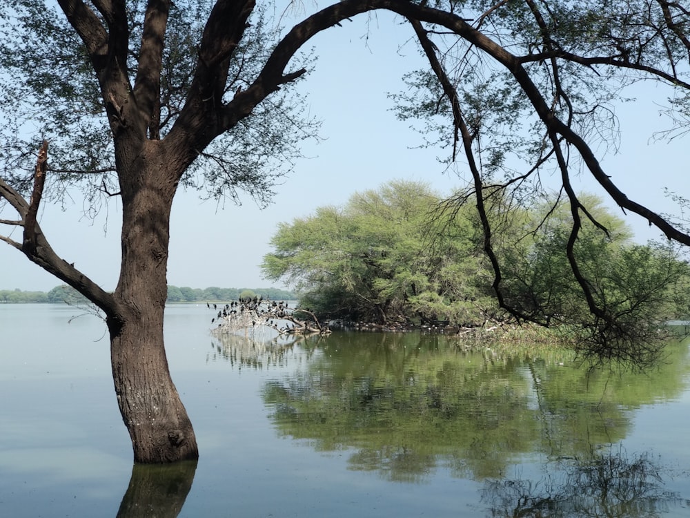 green trees beside lake during daytime