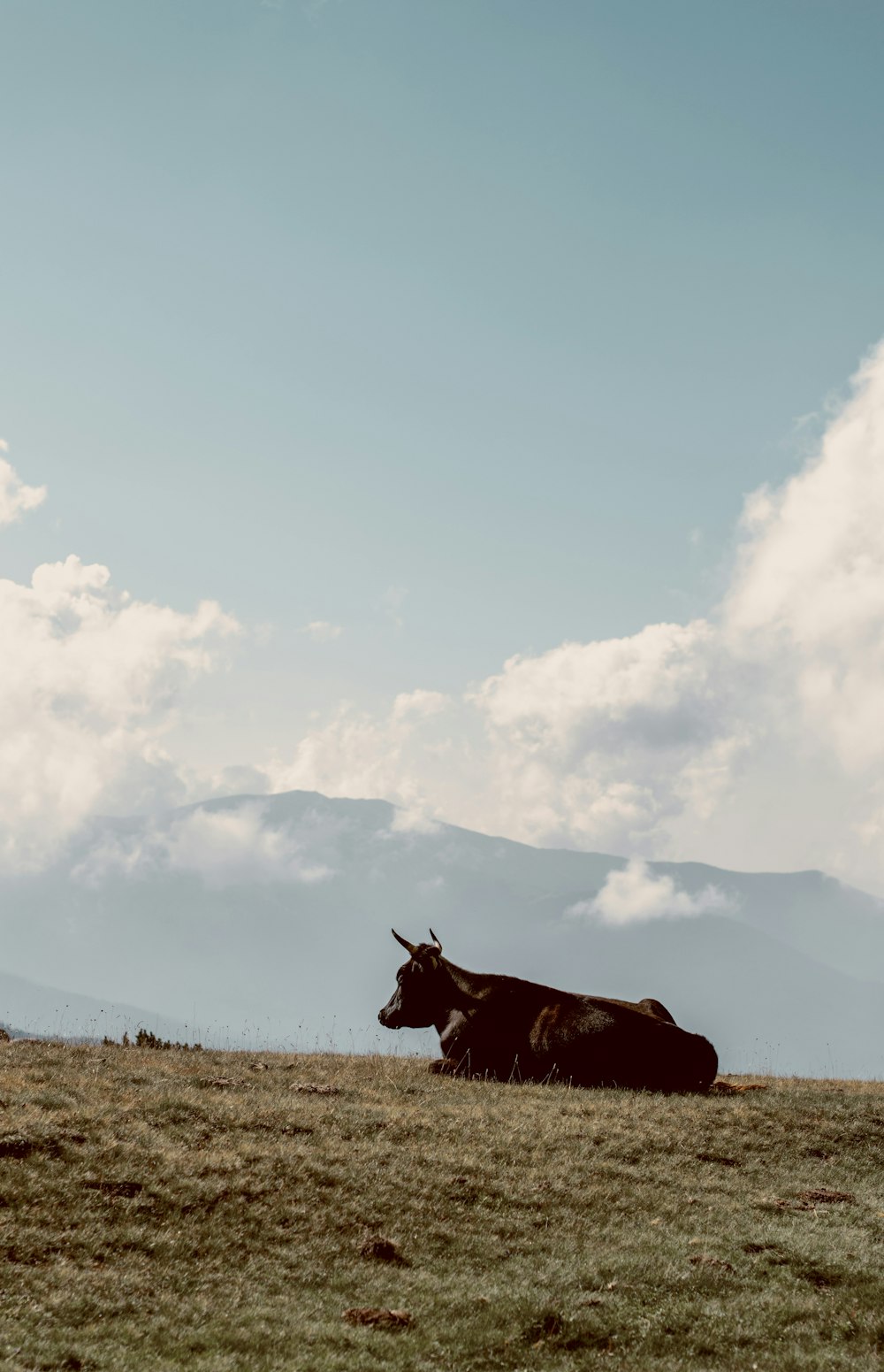 낮에는 흰 구름과 푸른 하늘 아래 갈색 잔디밭에 있는 갈색 소