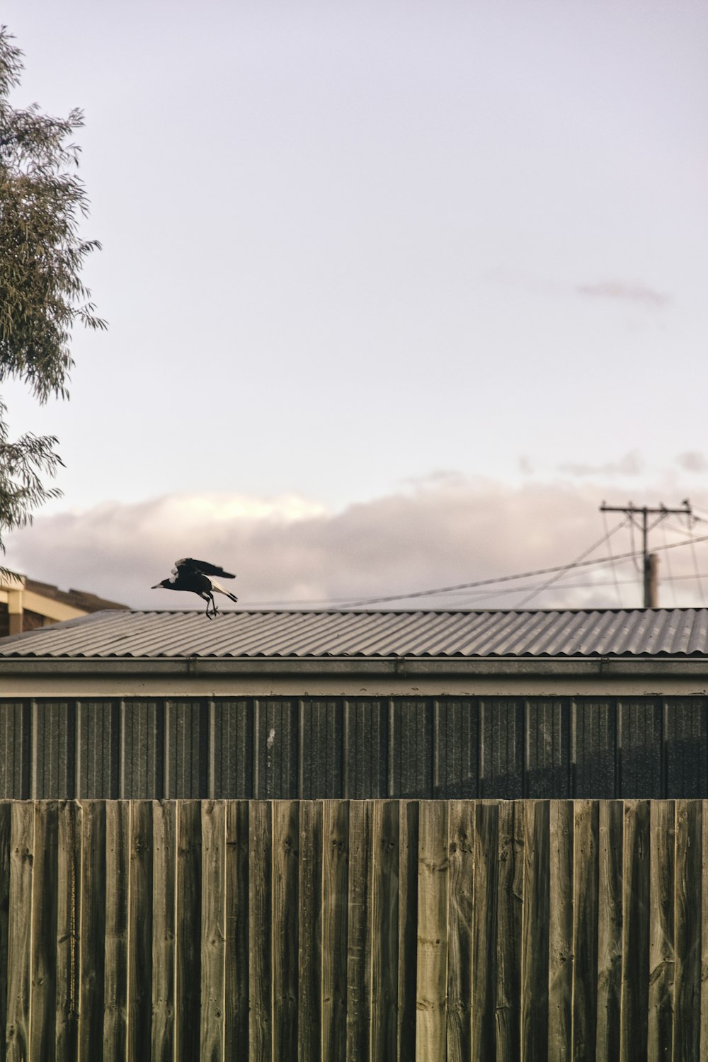 black bird on top of a roof