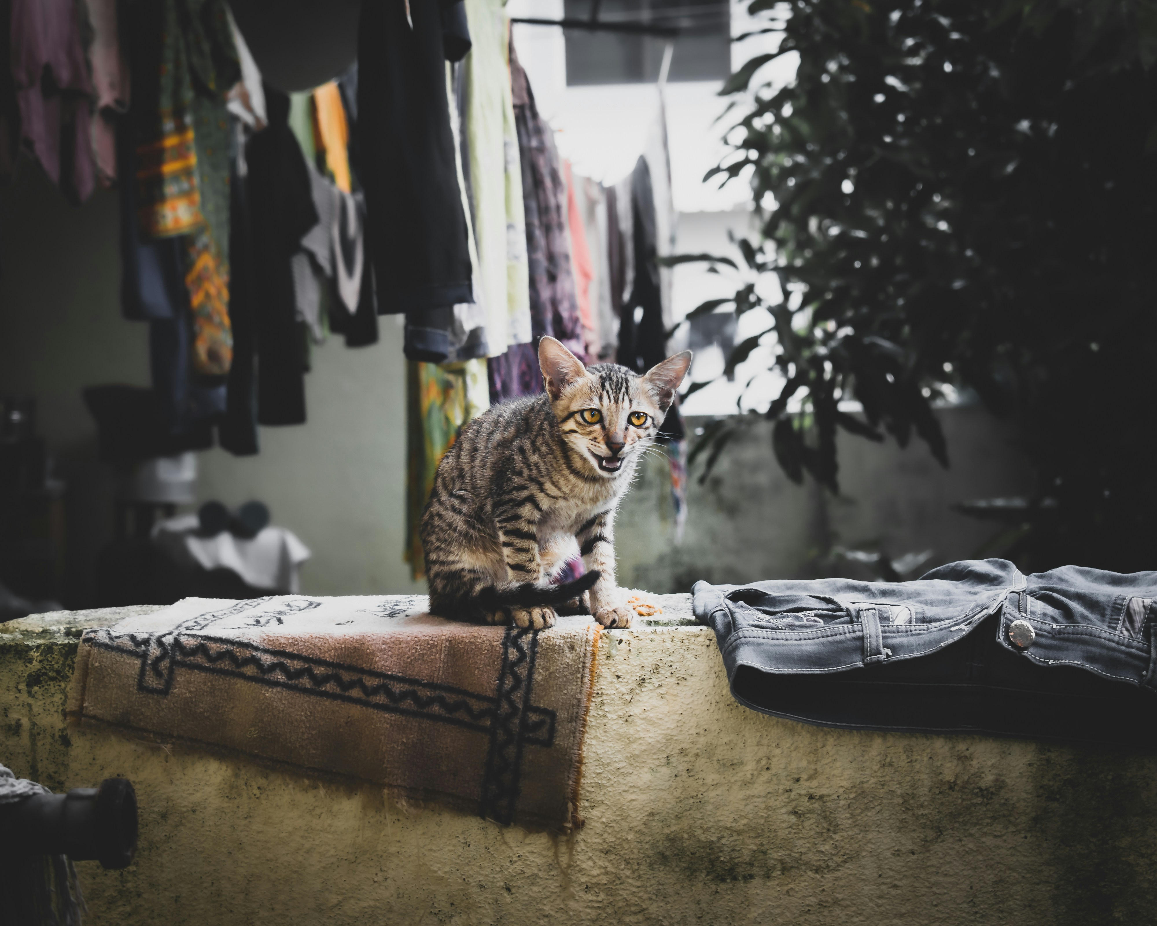 20. In the Laundry Room: Chasing Warmth and Quiet (image credits: unsplash)