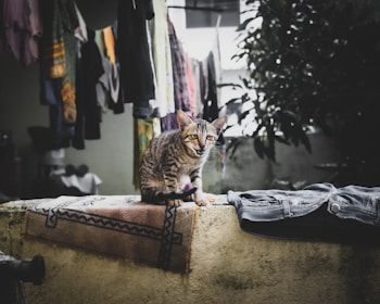 A tabby cat sitting on a rug-covered stone ledge. In the background, clothes hang on a line, and there is greenery visible from a bush or small tree. A pair of jeans is folded on the ledge beside the cat.