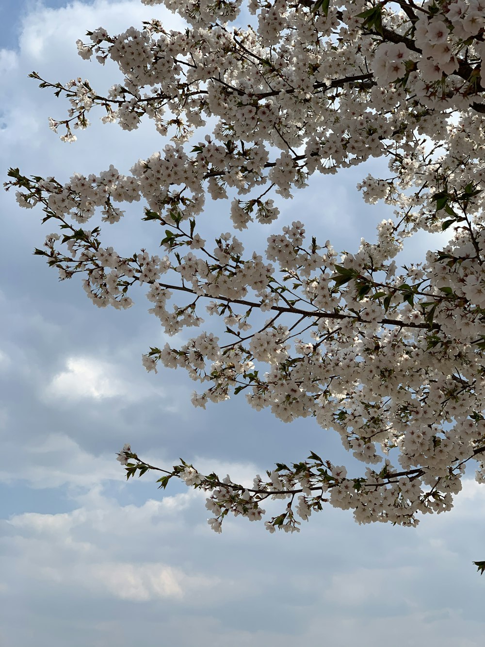 white cherry blossom under blue sky during daytime