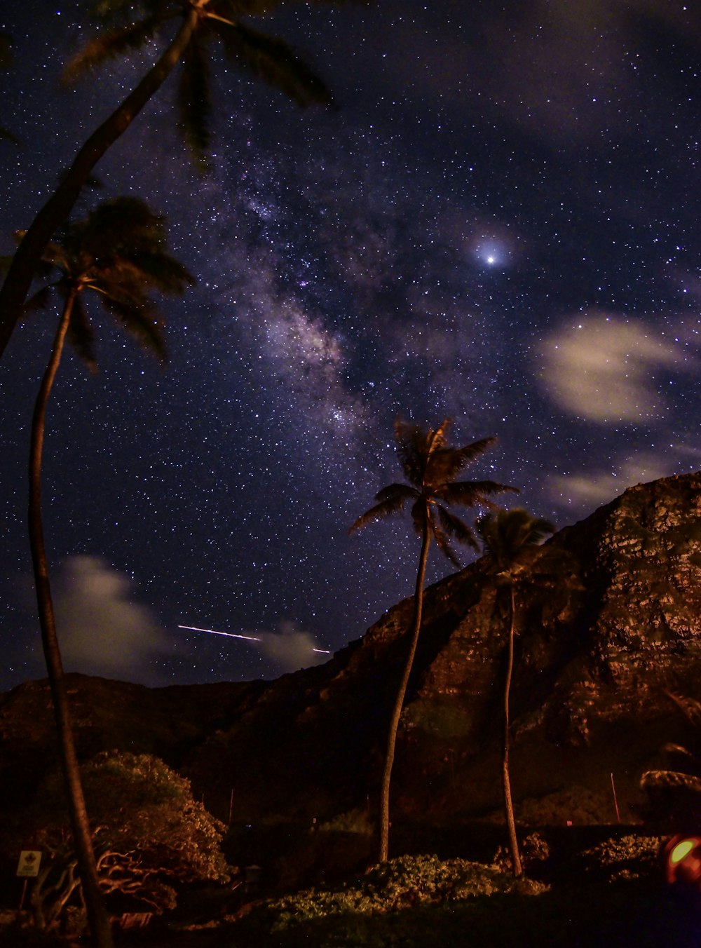 green leaf plant on brown rock during night time