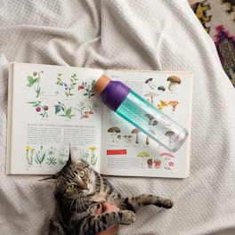 An open book displaying illustrations of plants and mushrooms rests on a textured blanket. A transparent water bottle with a purple cap lies across the book. A tabby cat with wide green eyes is being held and appears relaxed next to the book.