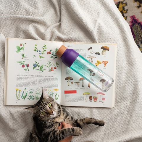 An open book displaying illustrations of plants and mushrooms rests on a textured blanket. A transparent water bottle with a purple cap lies across the book. A tabby cat with wide green eyes is being held and appears relaxed next to the book.