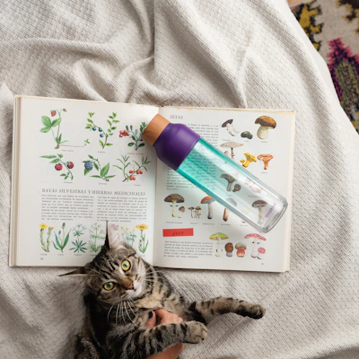 An open ebook page showing tips on introducing cats to new environments.