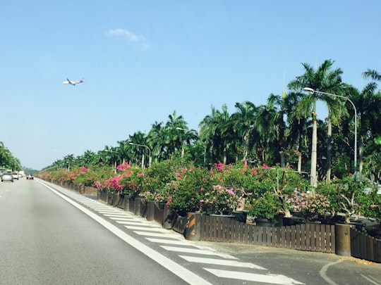 green plants on the side of the road in Bedok Singapore