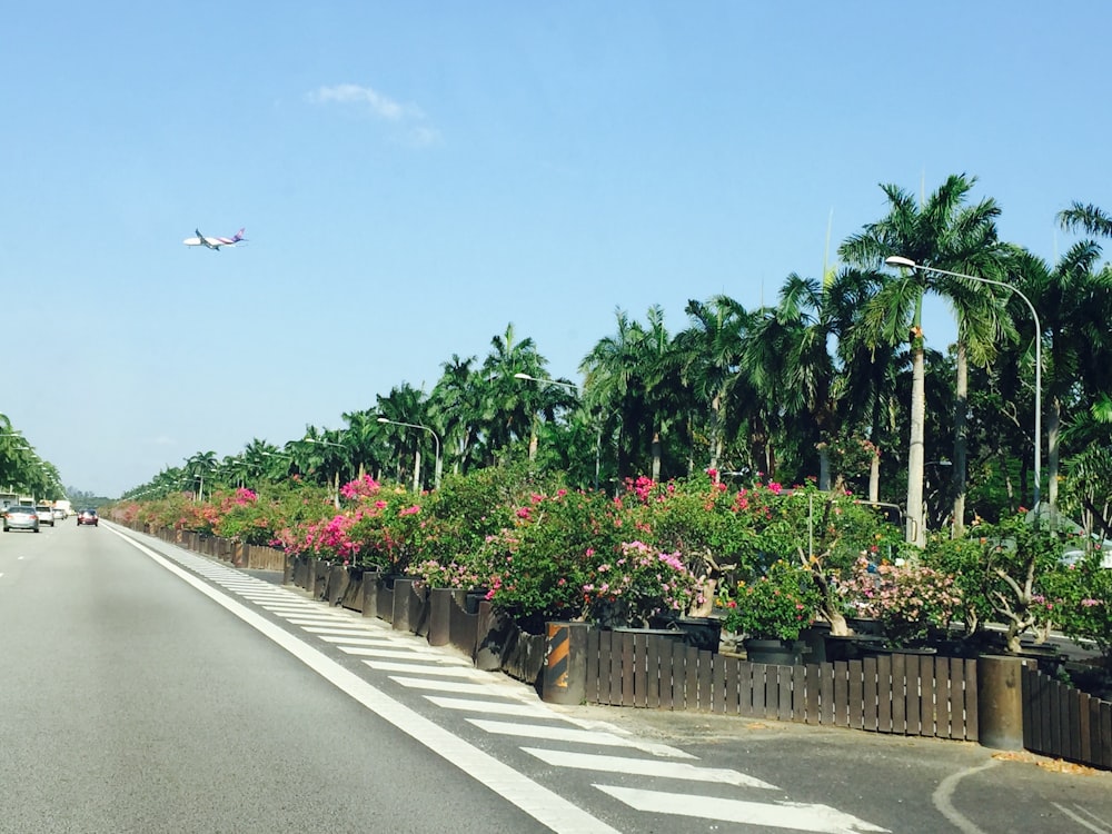 green plants on the side of the road