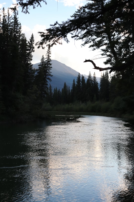 green trees near lake during daytime in Miette River Canada