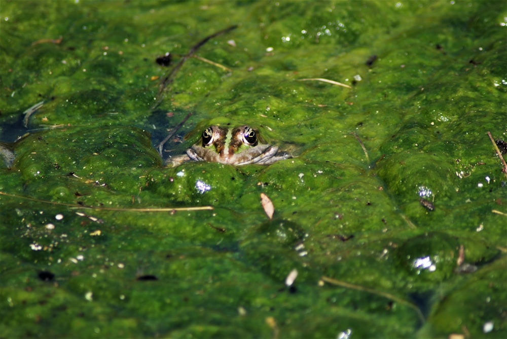 green frog on green water