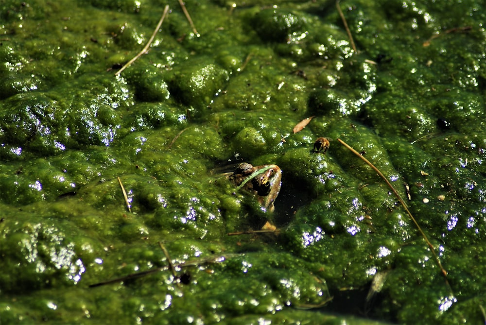 green water lilies on water