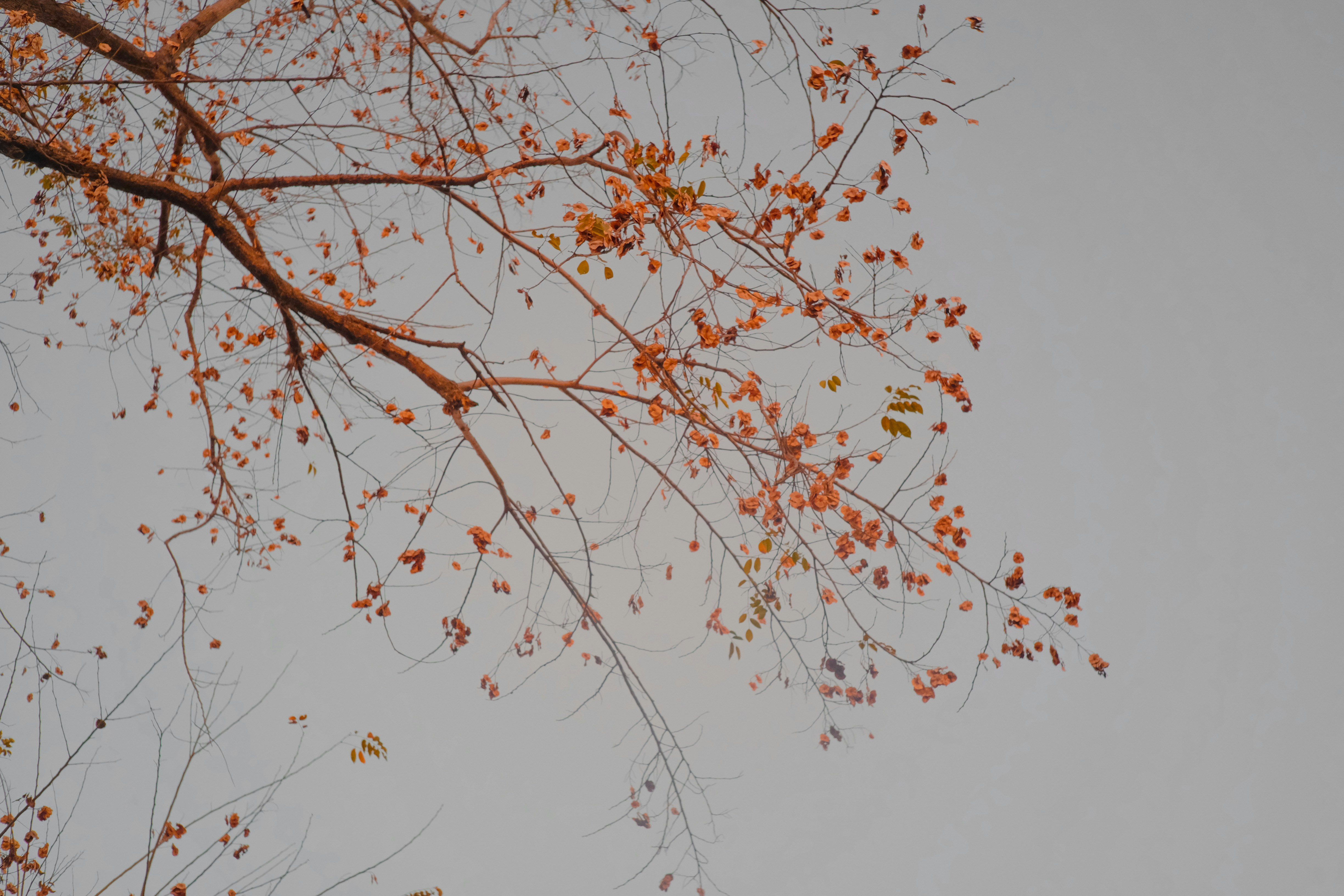 Photo by skullmonkey