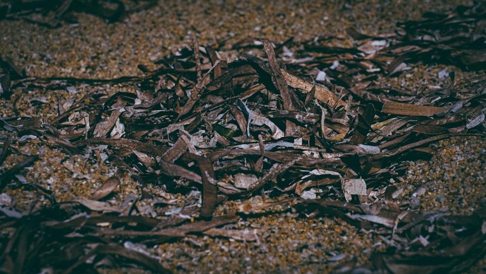 brown dried leaves on ground