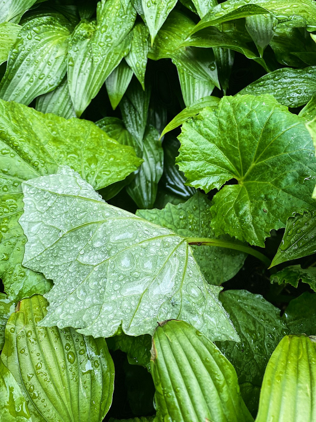 water droplets on green leaves