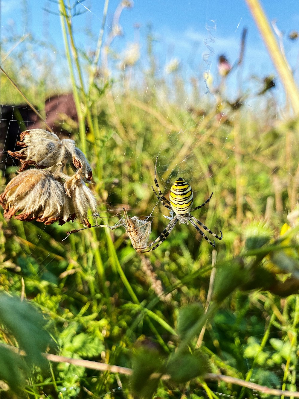 araignée tigrée jaune et noire sur une plante verte pendant la journée
