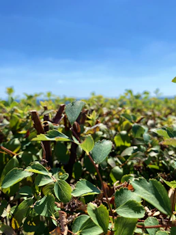A close-up of fresh green herbal leaves bathed in morning sunlight, symbolizing natural wellness.