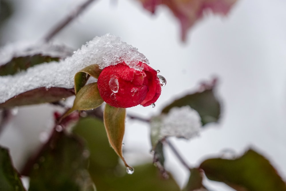 rosa rossa con neve in cima