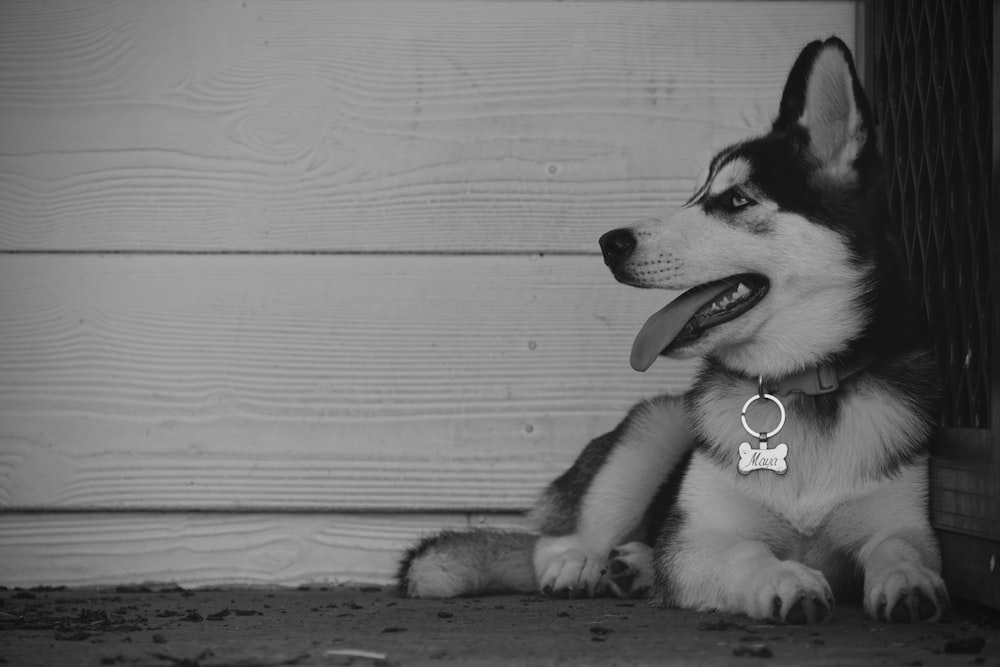 grayscale photo of siberian husky