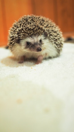 A small hedgehog with a spiky coat is positioned on a soft, light-colored surface. The hedgehog has a curious expression and its tiny paws are visible. The background is a warm, wooden tone, creating a cozy atmosphere.