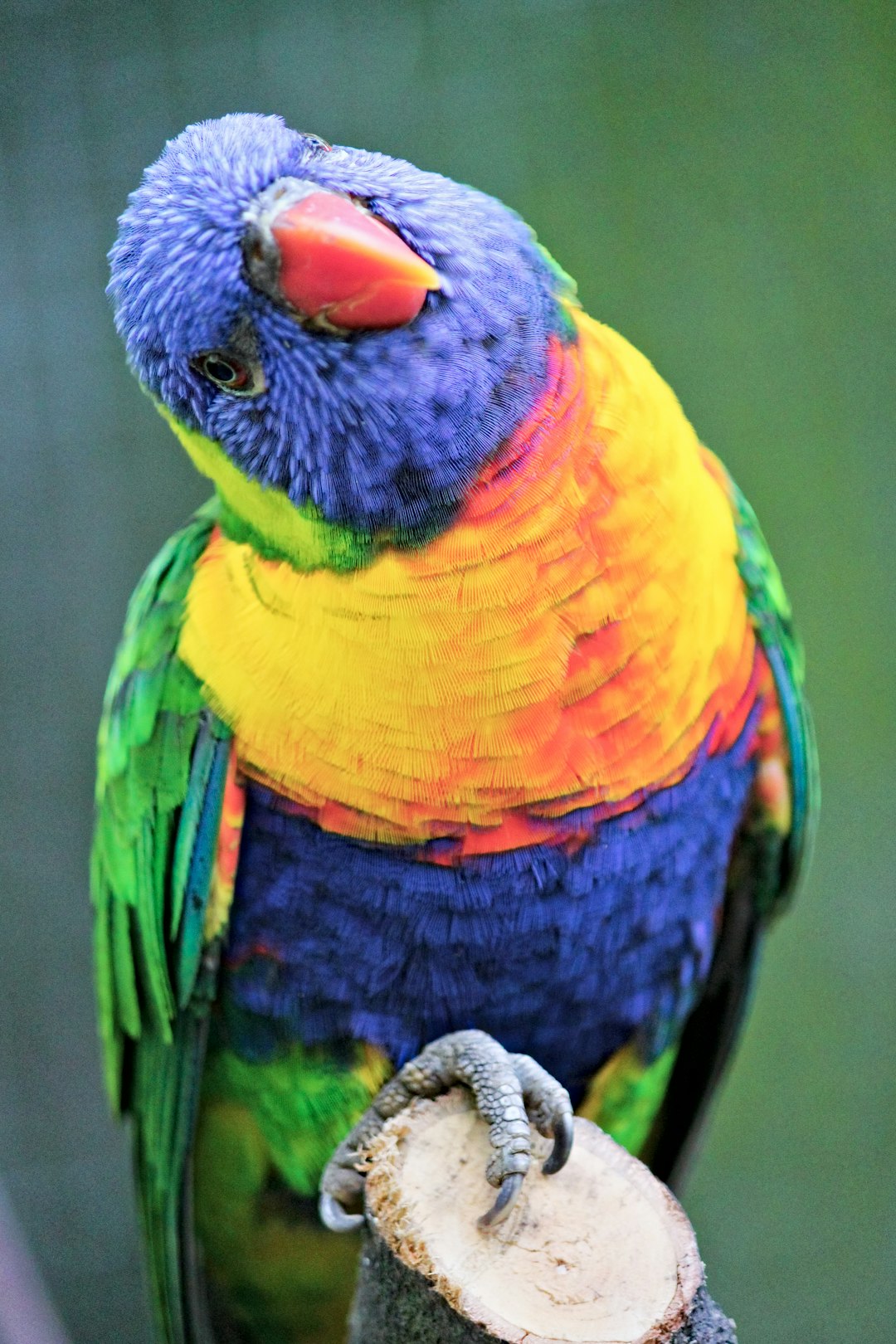 parrot