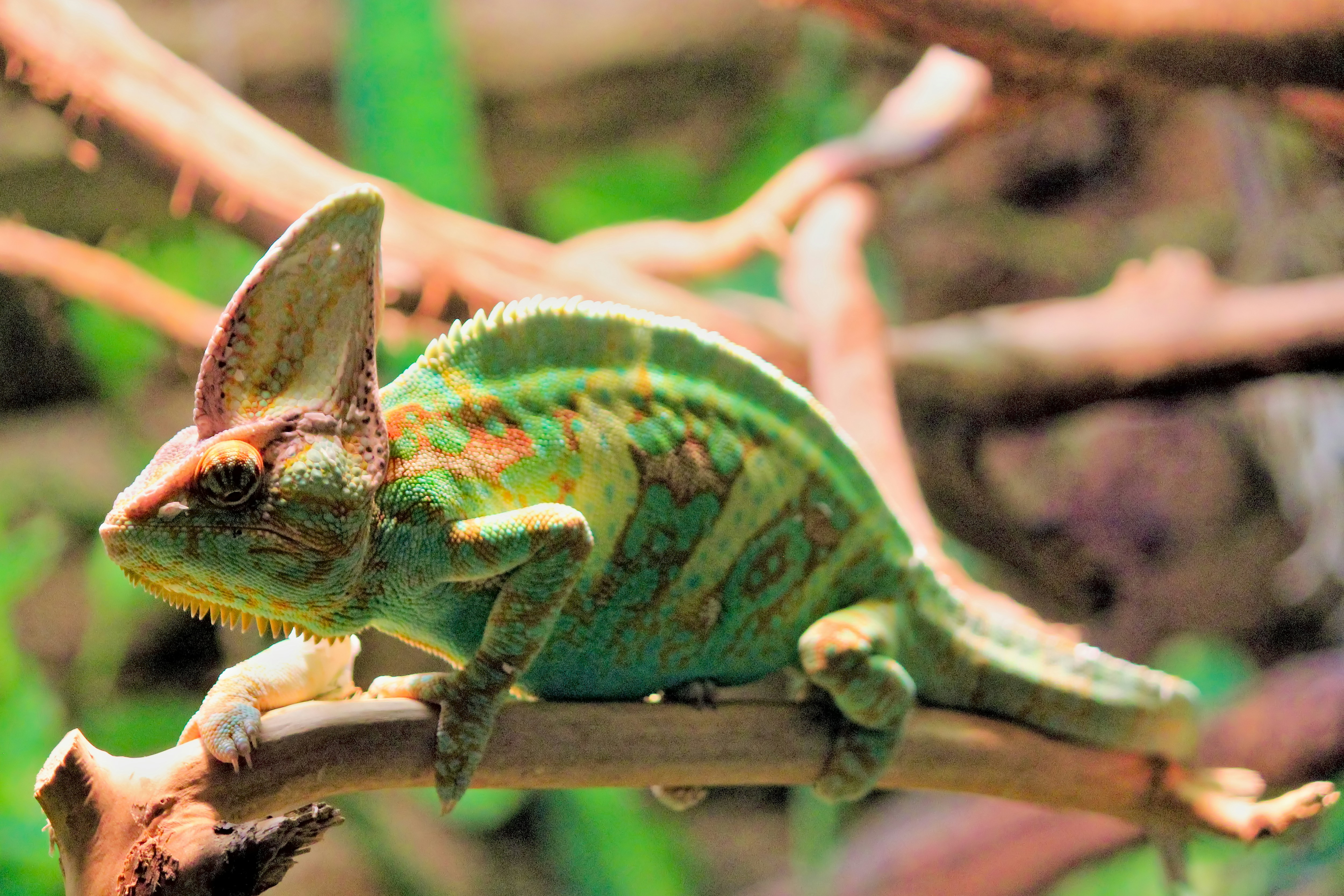 17 Nature-Inspired Tortoiseshell Cat Names Based on Earthy Colors