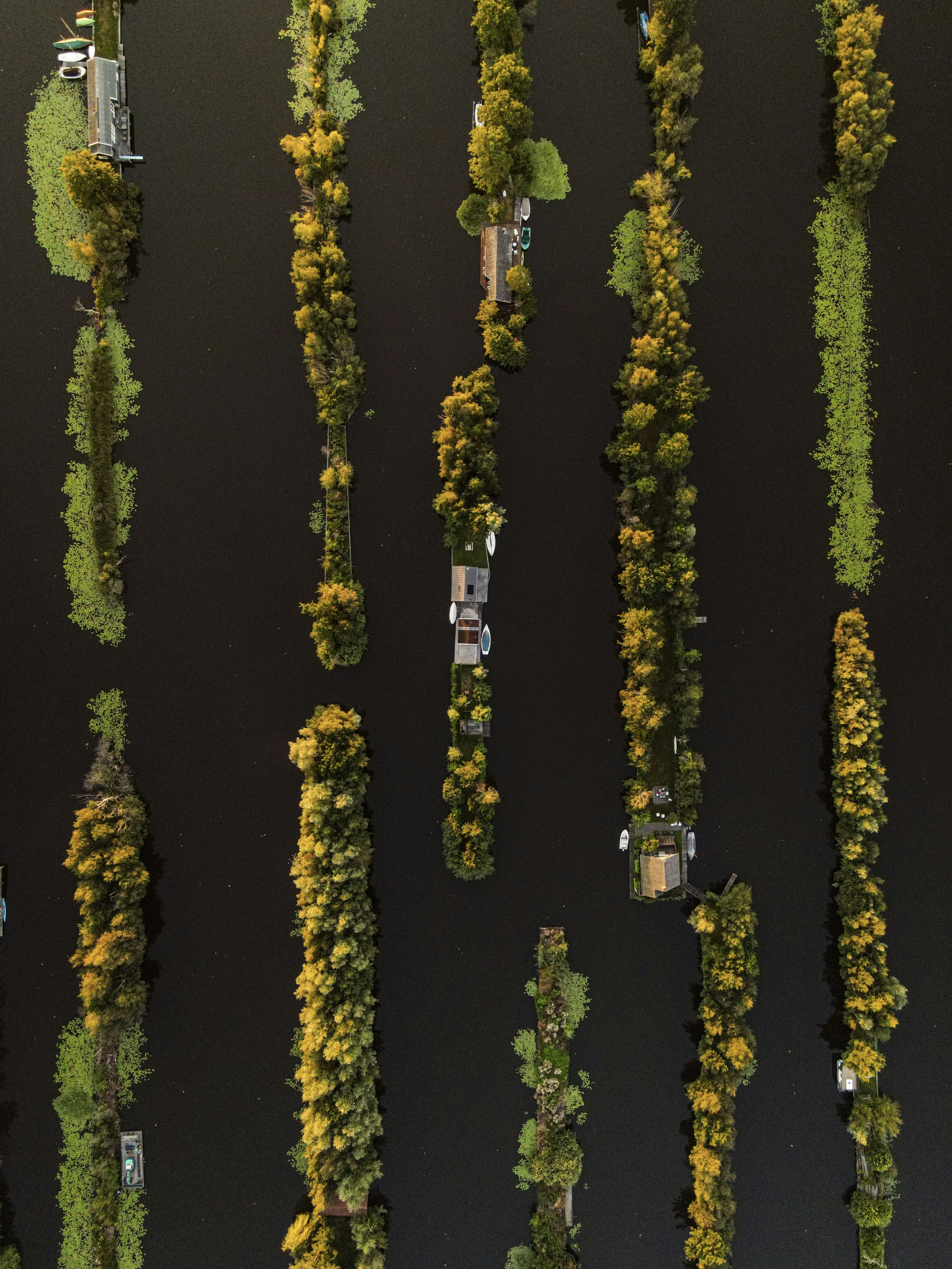 a group of trees that are next to a body of water