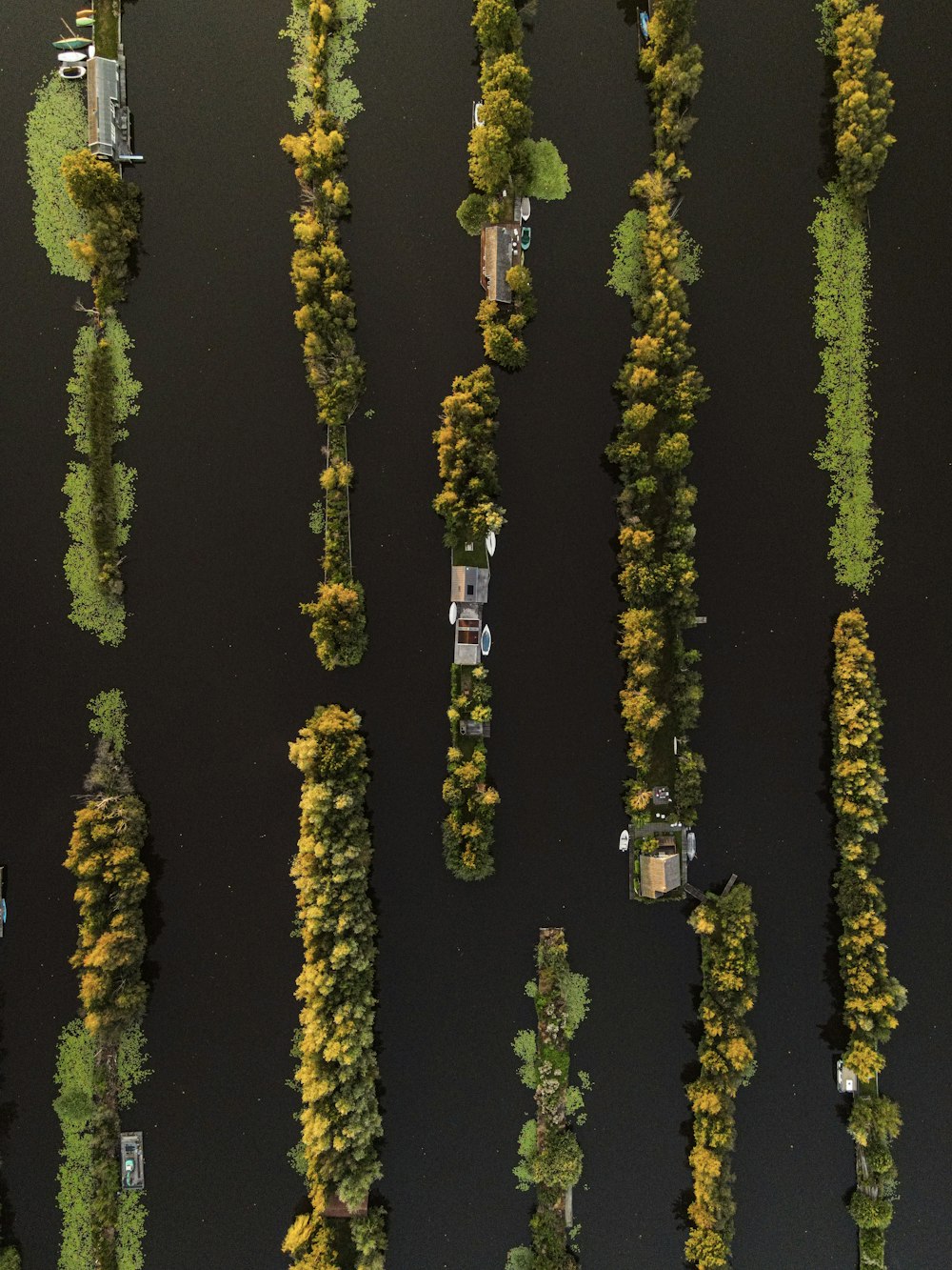 a group of trees that are next to a body of water