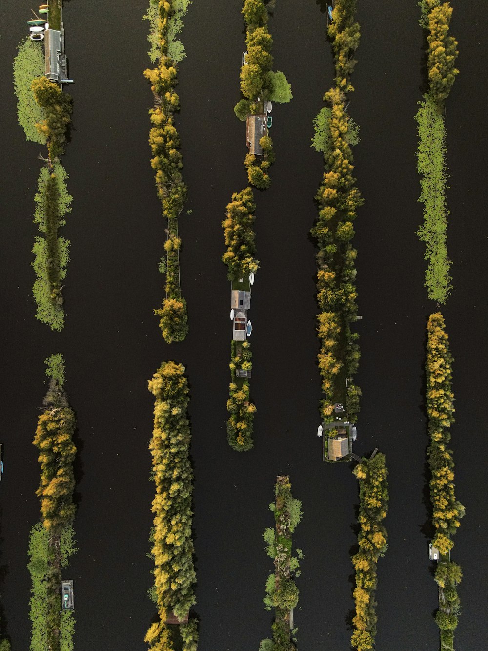 Un grupo de árboles que están al lado de un cuerpo de agua