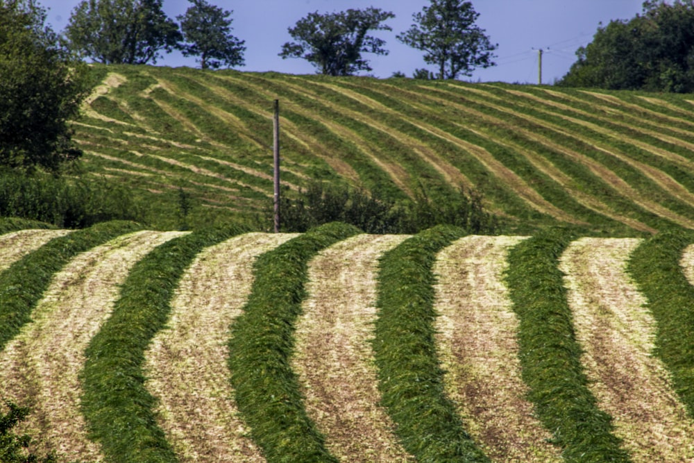 campo di erba verde durante il giorno