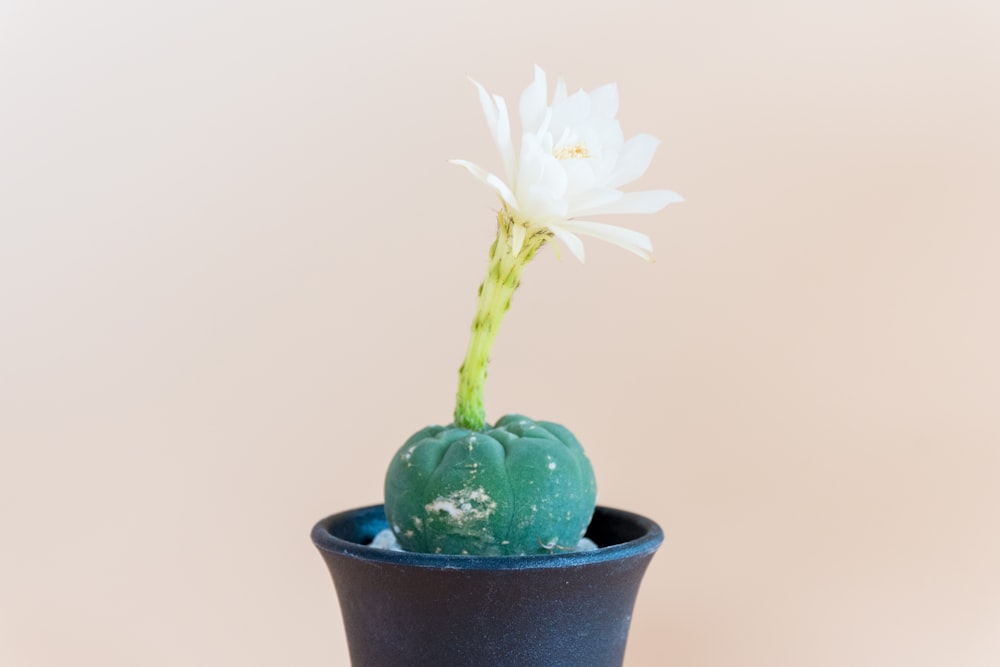 white flower in blue pot