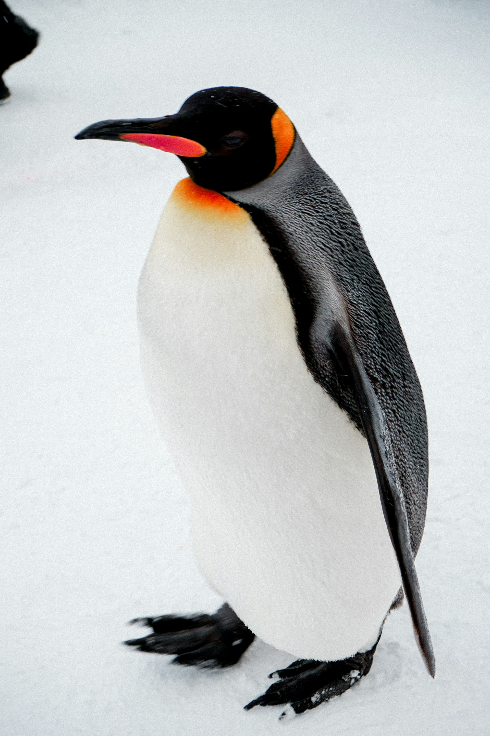 Snow penguin in Hokkaido, Japan