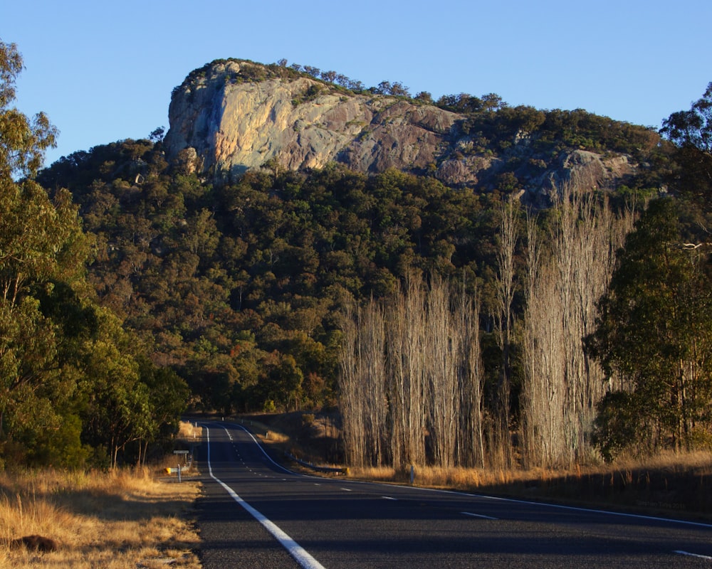 Carretera de asfalto gris entre árboles verdes durante el día