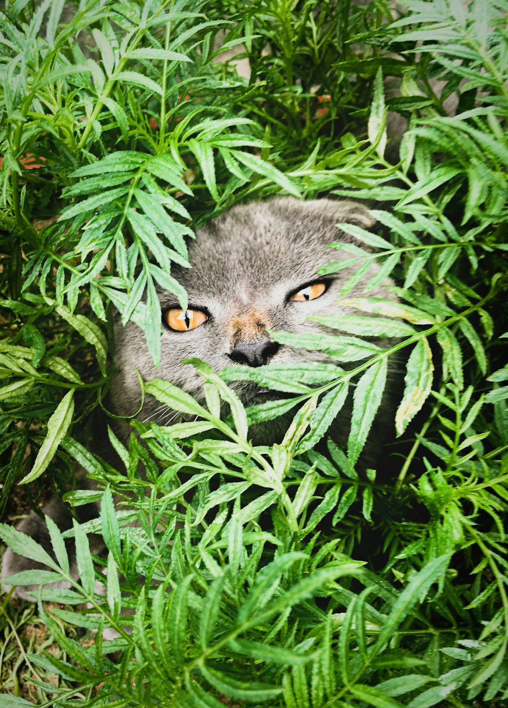 Russischblaue Katze auf grünem Gras