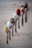 Seven metal spoons are arranged in a line on a wooden surface, each holding a different type of spice or seasoning. The spices vary in color and texture, ranging from coarse yellow granules to fine red powder. Some loose seeds and spices are scattered around the spoons.
