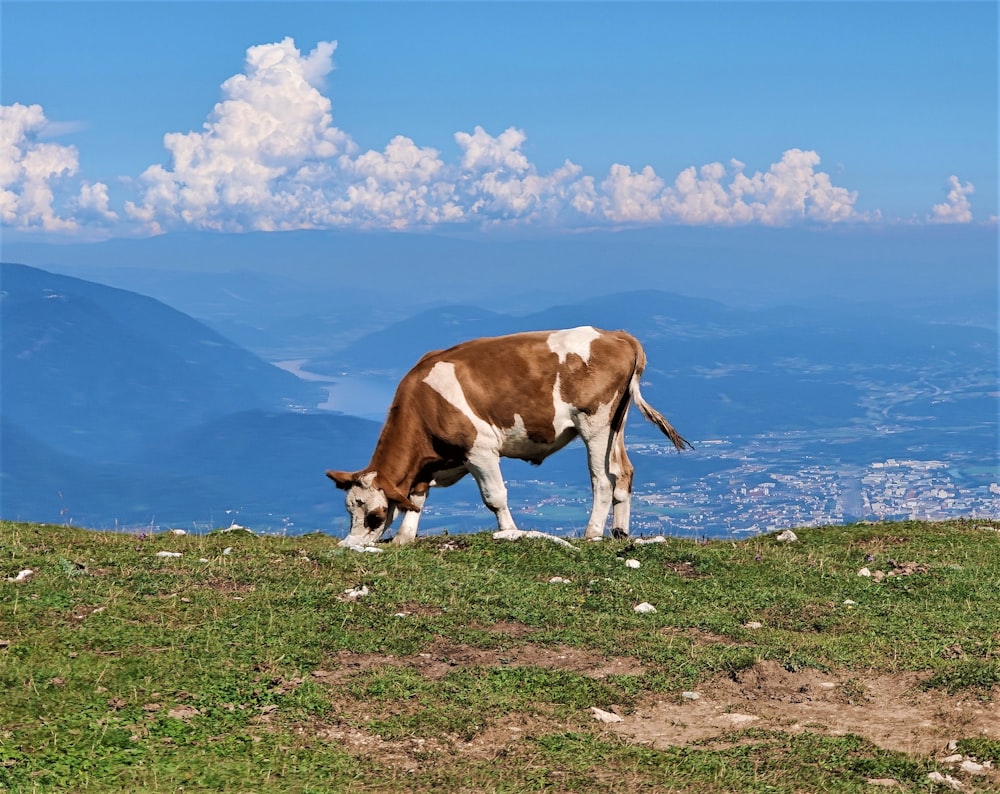 brown and white cow on green grass field near body of water during daytime