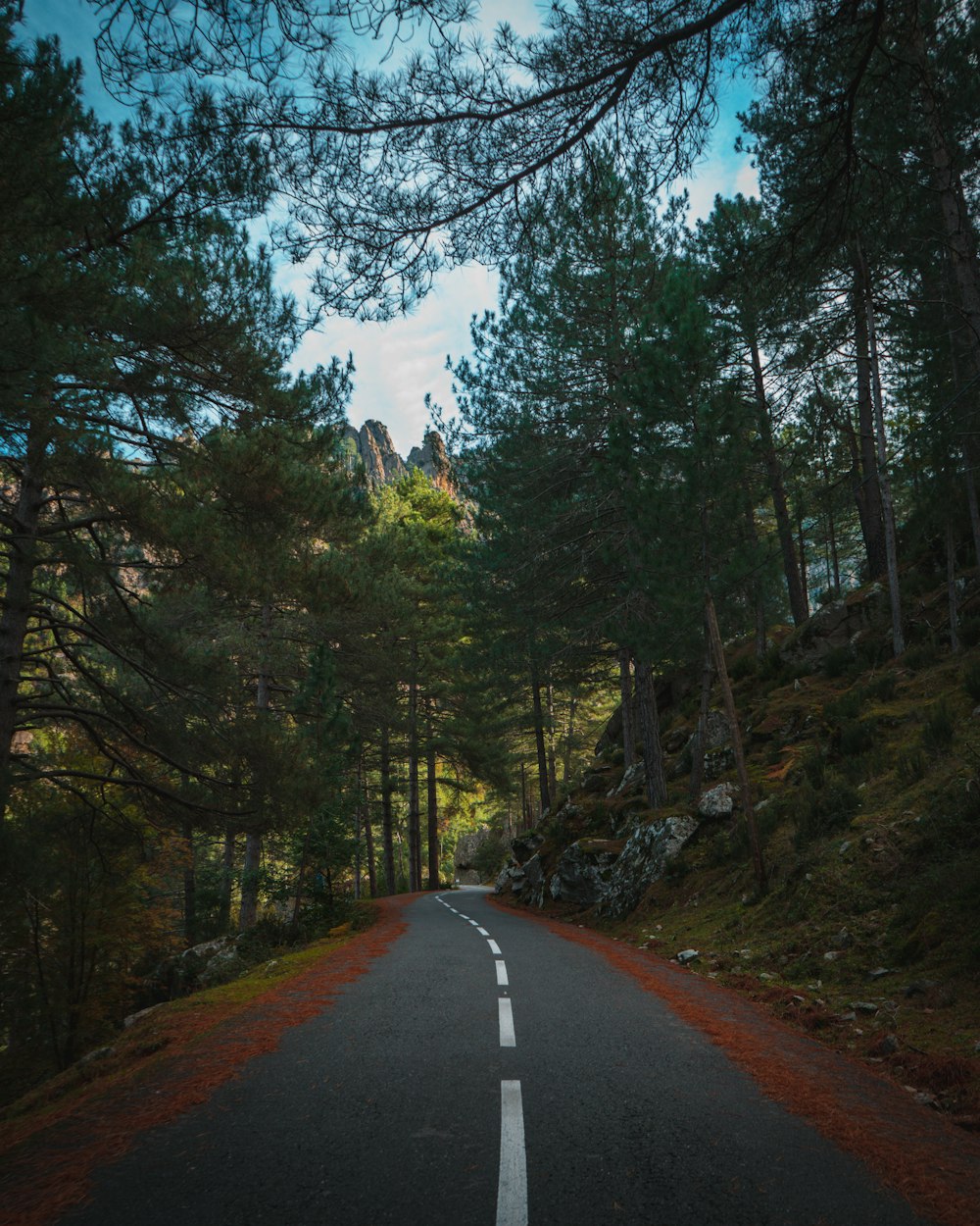 gray concrete road between green trees during daytime