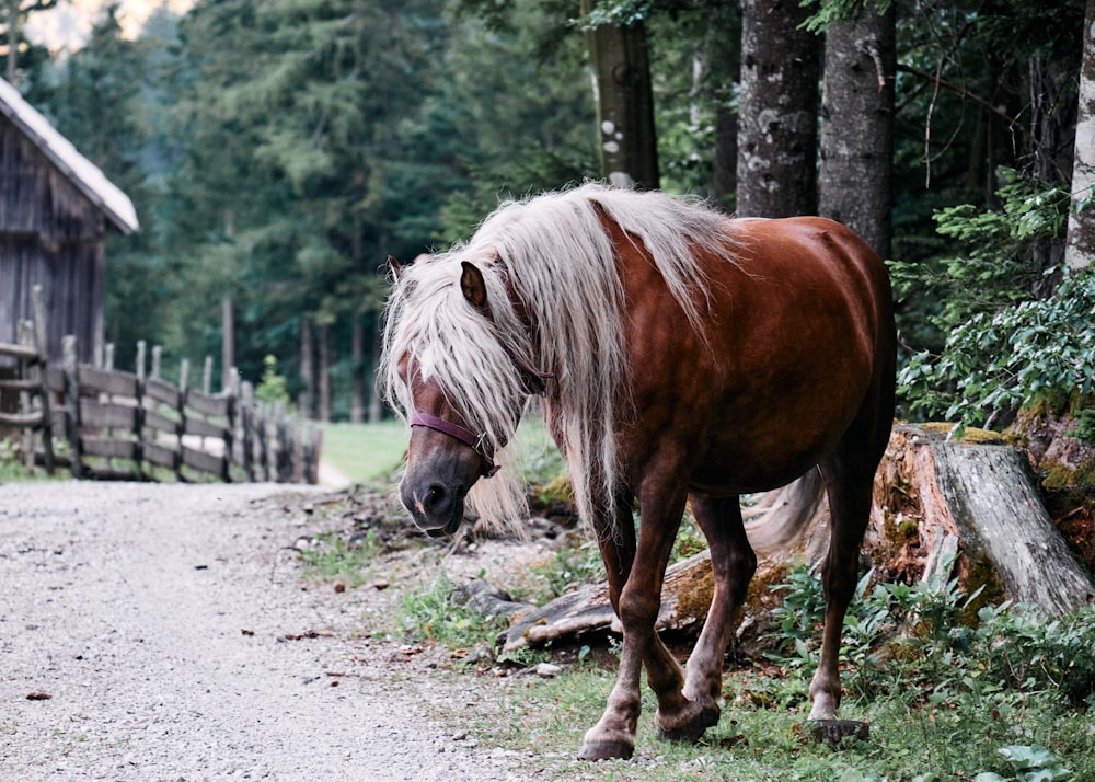 cheval brun et blanc sur un chemin de terre gris pendant la journée
