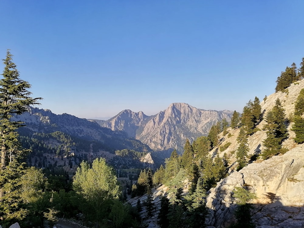 green trees on mountain under blue sky during daytime