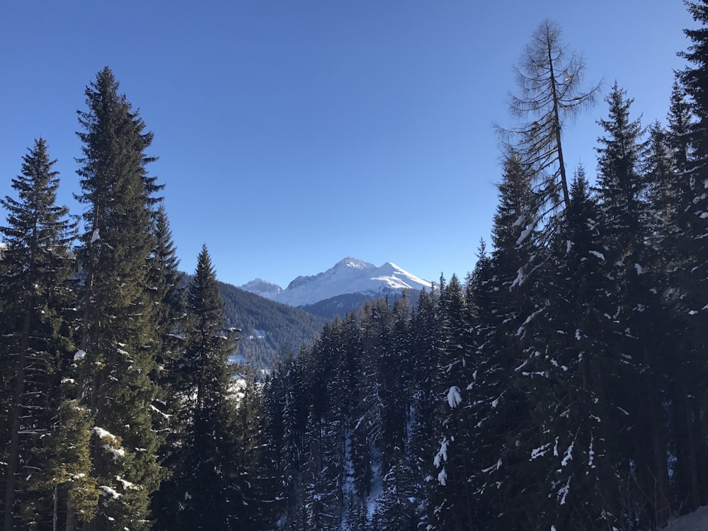 pins verts sur la montagne sous le ciel bleu pendant la journée