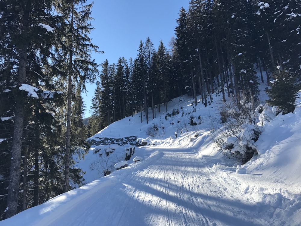 snow covered trees during daytime