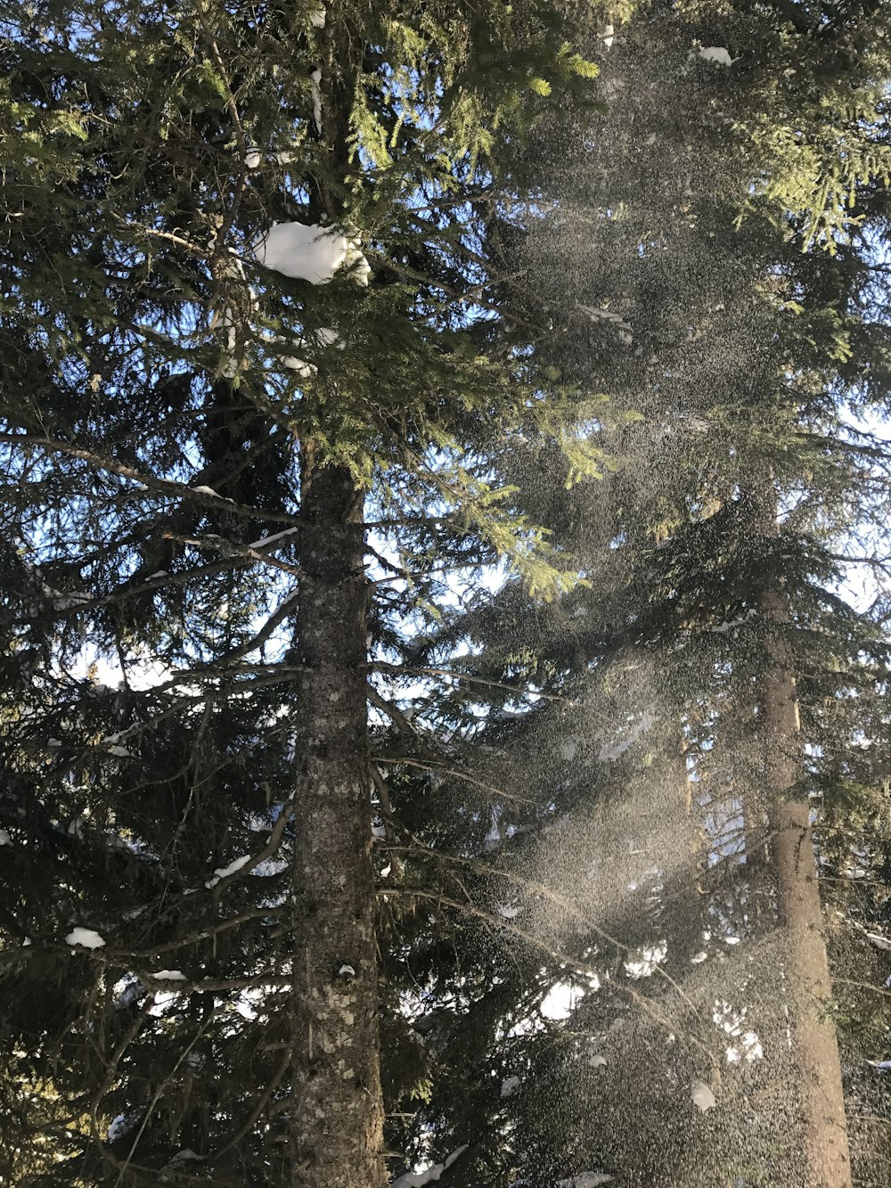 arbres verts et bruns pendant la journée